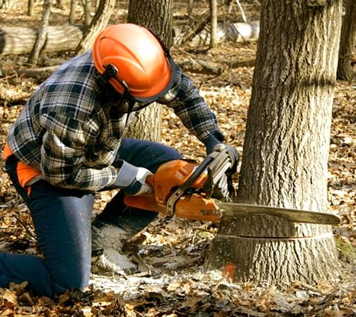 Tree Removal in Prospect, VA